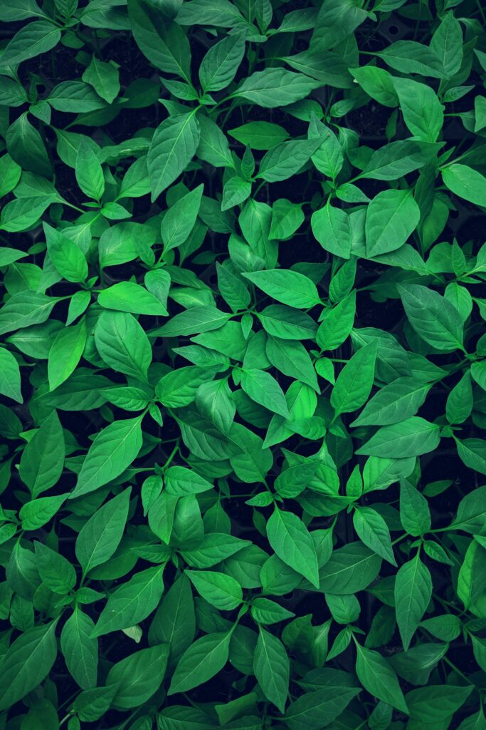 Moringa Green Vitality