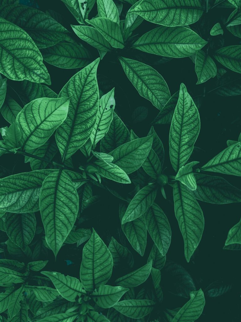 Moringa Green Vitality